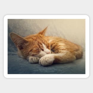 ginger cat resting on a sofa Sticker